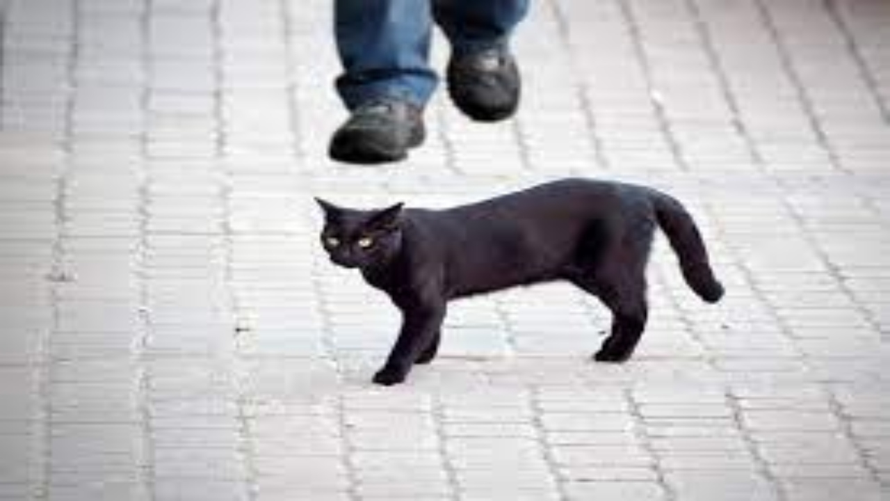 Black Cat Crossing