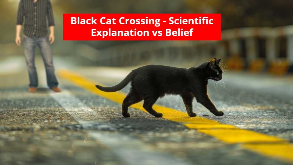 The Truth About a Black Cat Crossing Your Path – Faith or Science?