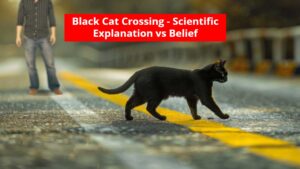 The Truth About a Black Cat Crossing Your Path – Faith or Science?