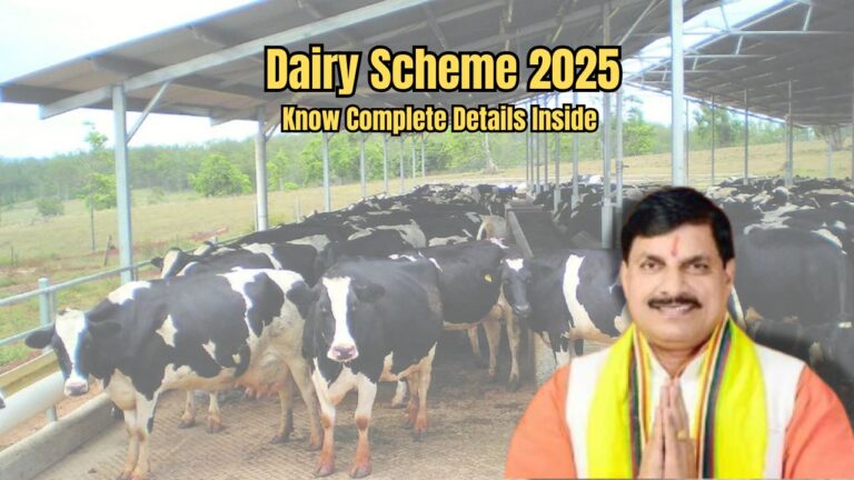 Dairy Scheme 2025