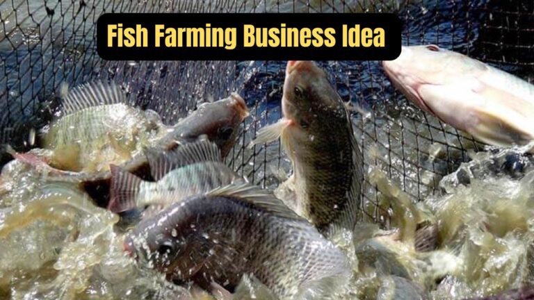 Fish Farming Business Idea