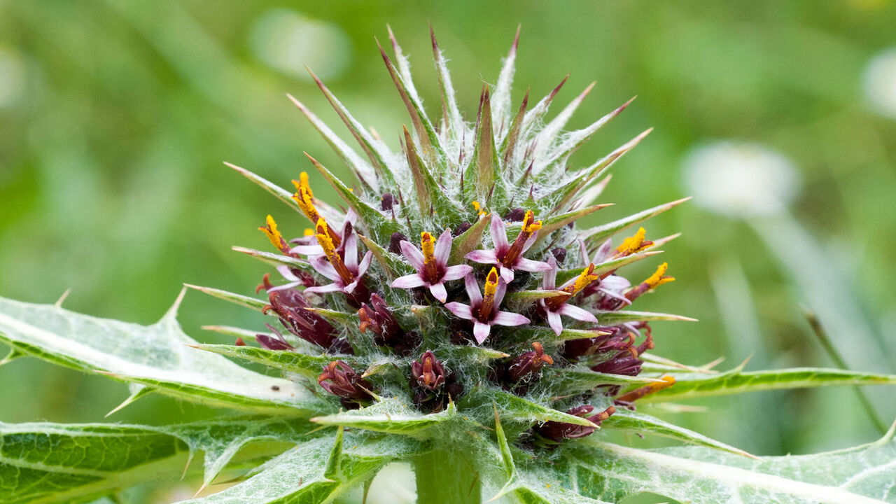 Remove These 5 Plants Now...