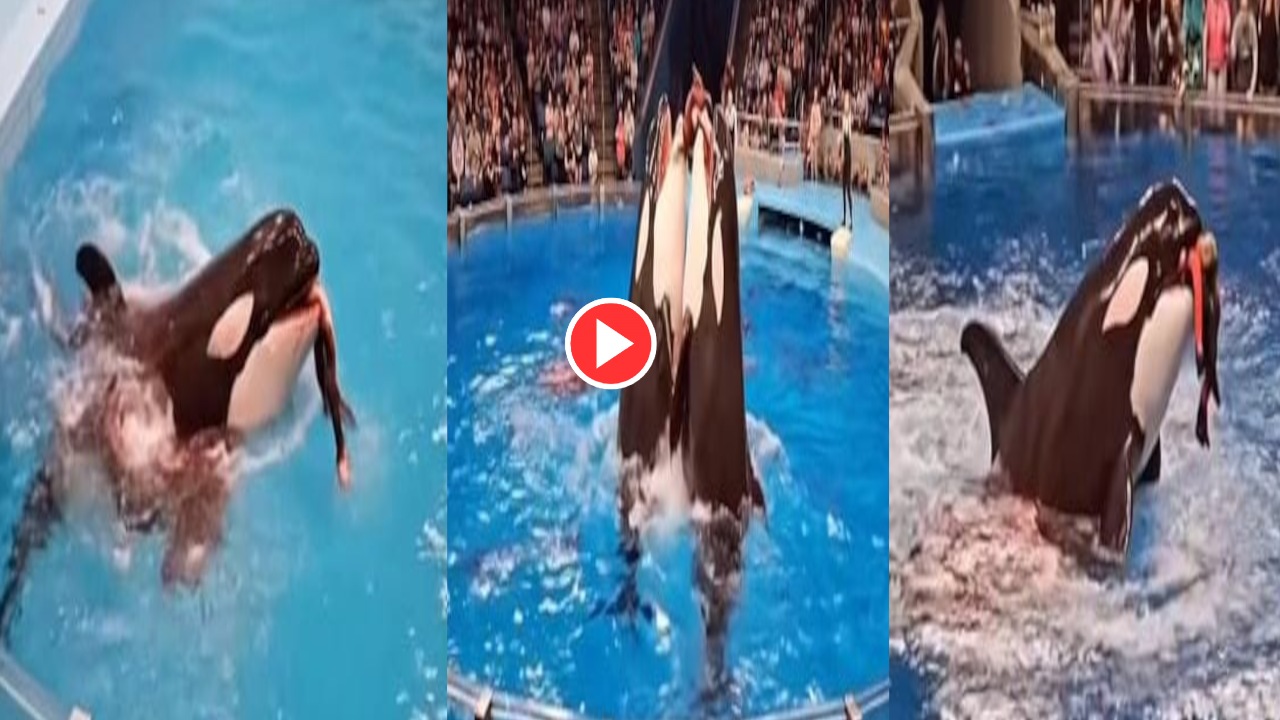 Viral Video: Truth About Jessica...