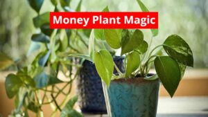 Money Plant Magic – Grow It in This Corner to Double Your Income