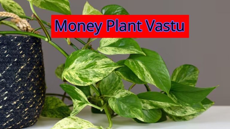 Money Plant Vastu