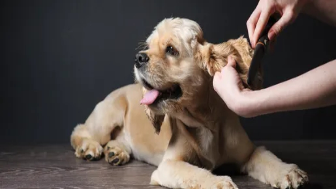 Pet Grooming & Organic Pet Food