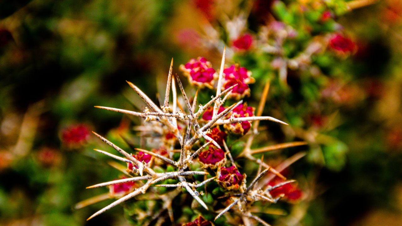 Remove These 5 Plants Now...