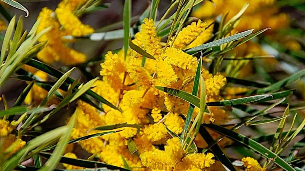 Raspberry Jam Wattle Acacia Acuminiata 1