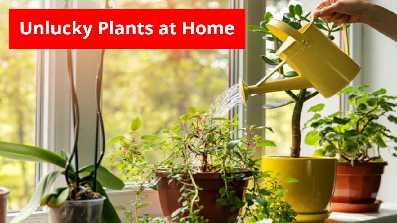 Unlucky Plants at Home: Remove...