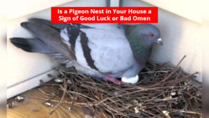 Vastu Tips: Is a Pigeon Nest in Your House a Sign of Good Luck or Bad Omen? Know the Truth Here