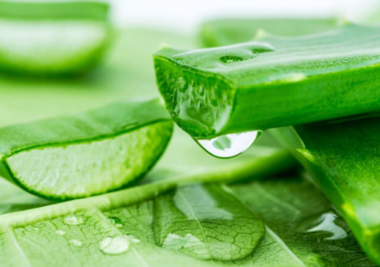 Aloe Vera: More Than a...
