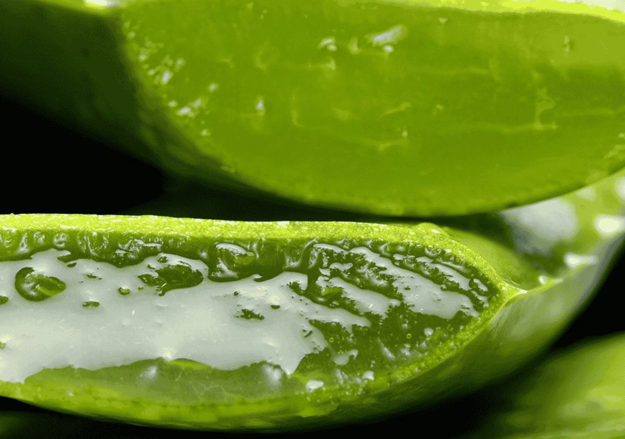 Aloe Vera: More Than a...