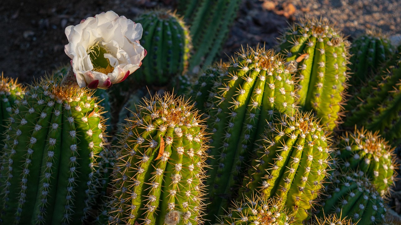 Remove These 5 Plants Now...