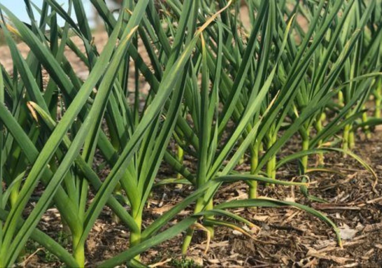 Unlock the Power of Garlic:...