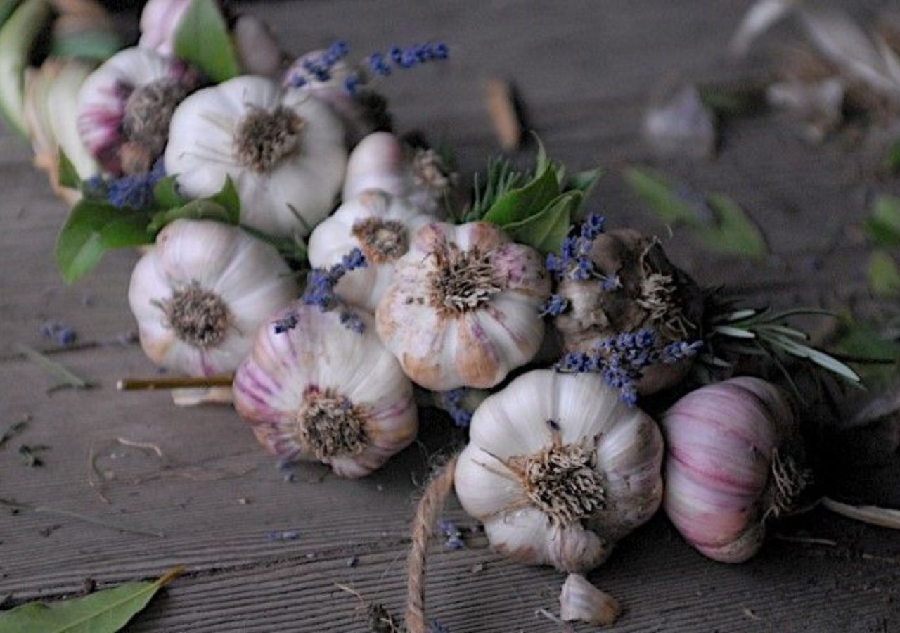 Unlock the Power of Garlic:...