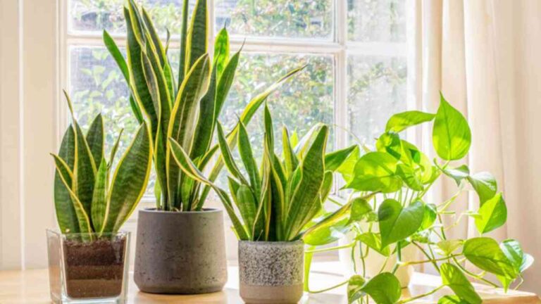 Lucky Plants For Home: These plants will bring good luck in your home, know the benefits