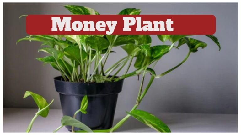 Money plant – Why the South-East Direction is Key to Attracting Money and Good Fortune