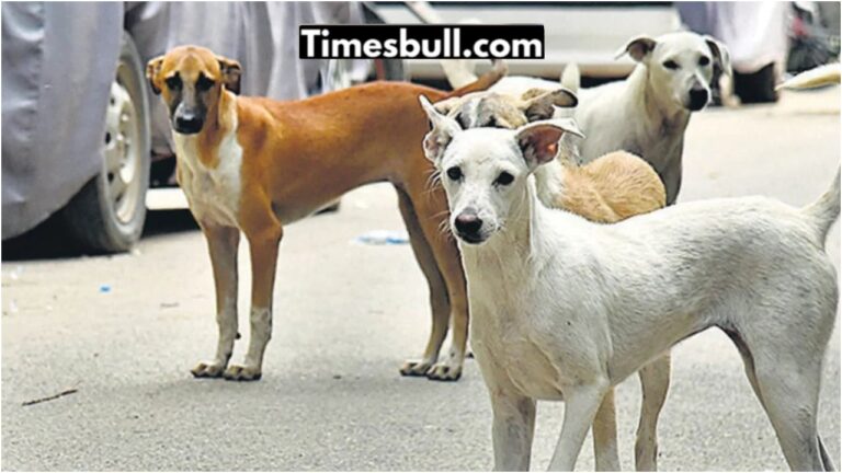 Supreme Court to Decide Fate of Stray Dogs in Delhi-NCR Today: What to Expect