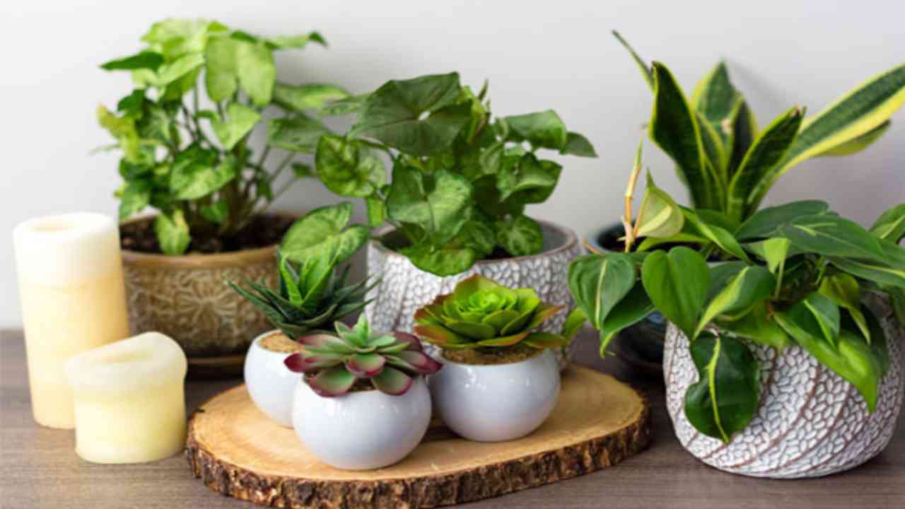 Vastu Tips – Planting these...