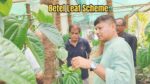 Betel Leaf Scheme