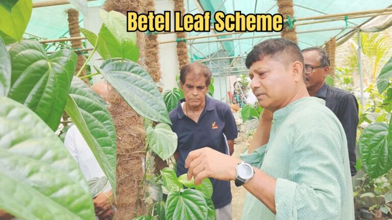 Betel Leaf Scheme