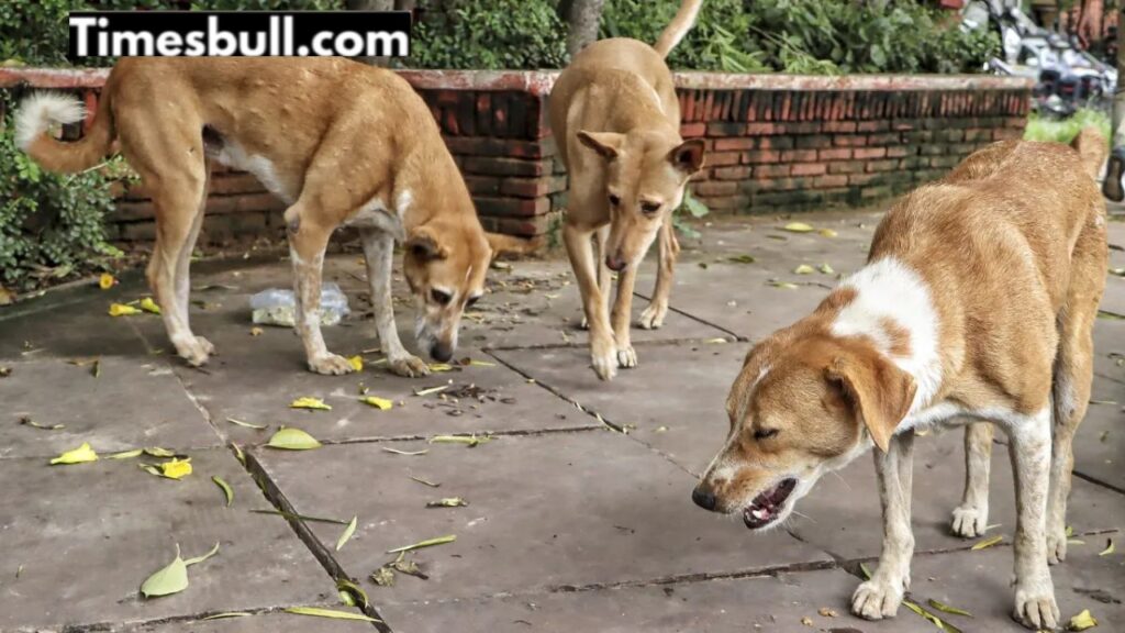 Government announces compensation of Rs 5 lakh for dog bite