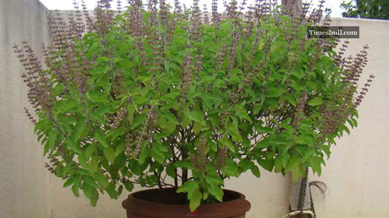 Tulsi Plant Vastu Tips