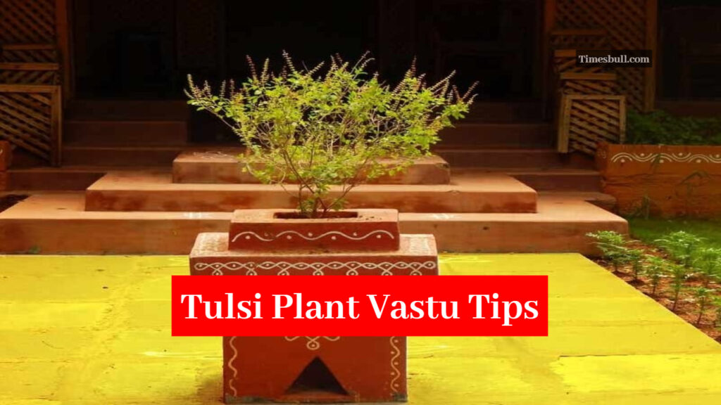 In Which Direction Will it Be Auspicious to Keep The Tulsi Plant in The House, Know Vastu Tips And Effects
