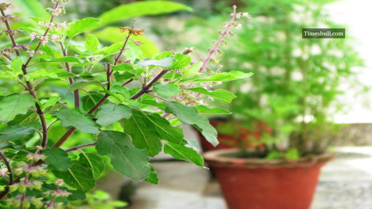 Tulsi Plant Vastu Tips