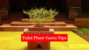 In Which Direction Will it Be Auspicious to Keep The Tulsi Plant in The House, Know Vastu Tips And Effects