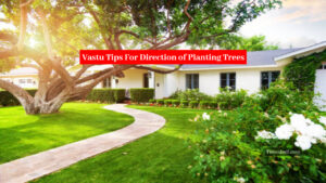 Never Plant Trees at This Place in The House, Otherwise You Will Have to Face Financial Crisis