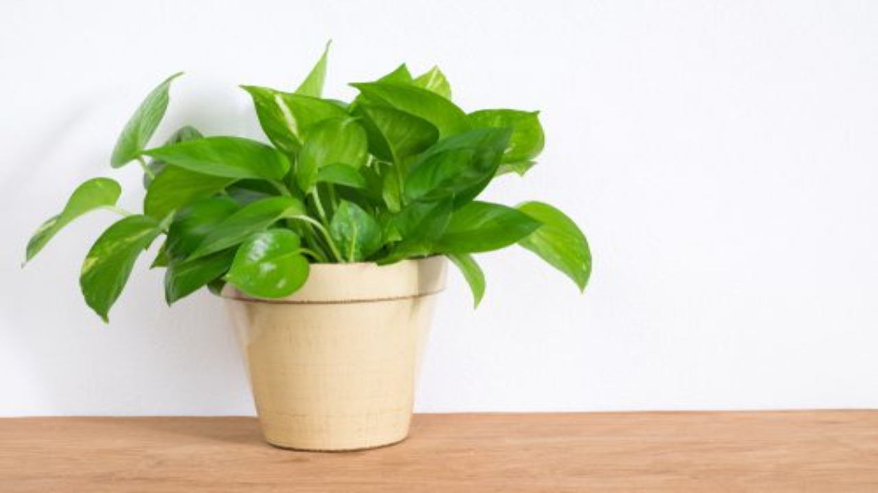 Vastu Tips For Money Plant