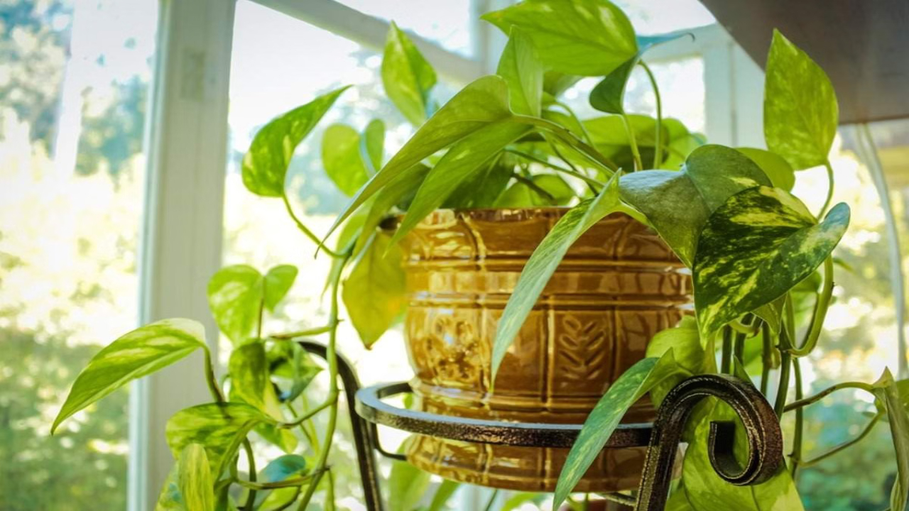 Vastu Tips For Money Plant