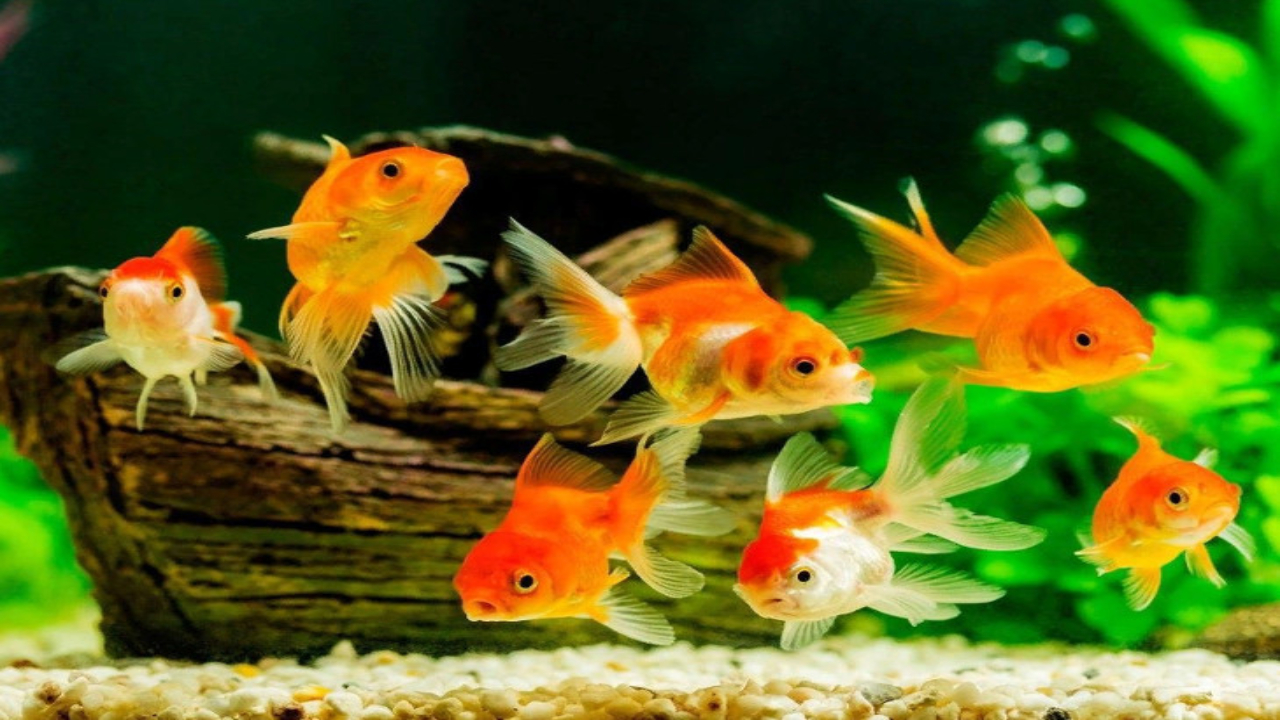 Vastu Tips Lucky Fishes