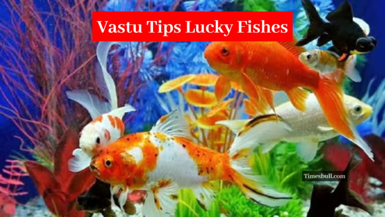 Vastu Tips Lucky Fishes
