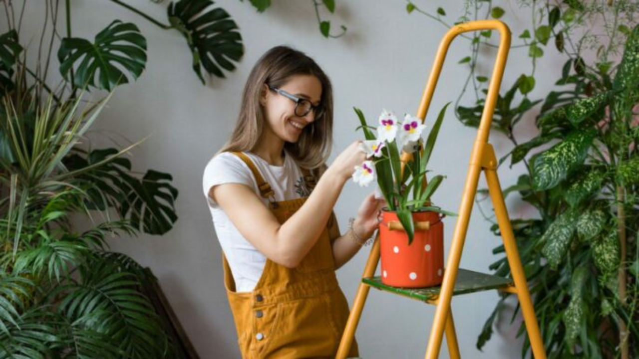 Vastu Tips Thorny Plants