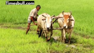 PM Kisan Yojana Installment- Rs 2000 will stuck, do this work asap  in Business category