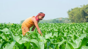 PM Modi Launches Two Landmark Schemes for Farmers – Big Push to Make India Self-Reliant in Pulses