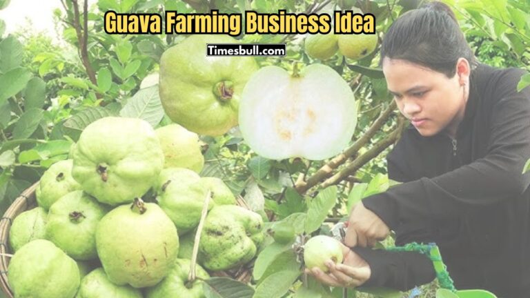 Earn Big Profits from Guava Farming: Get 50% Government Subsidy, Know How to Apply