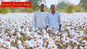 Government has taken a major step, ensuring farmers will no longer face difficulties selling their cotton.