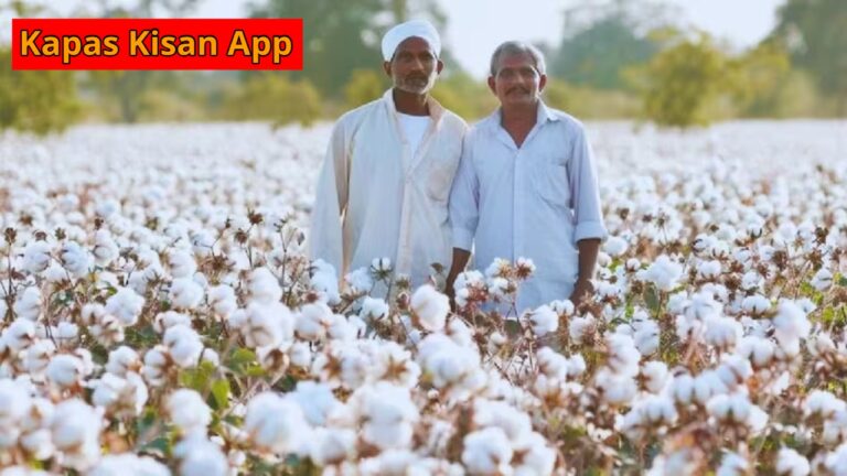 Government has taken a major step, ensuring farmers will no longer face difficulties selling their cotton.