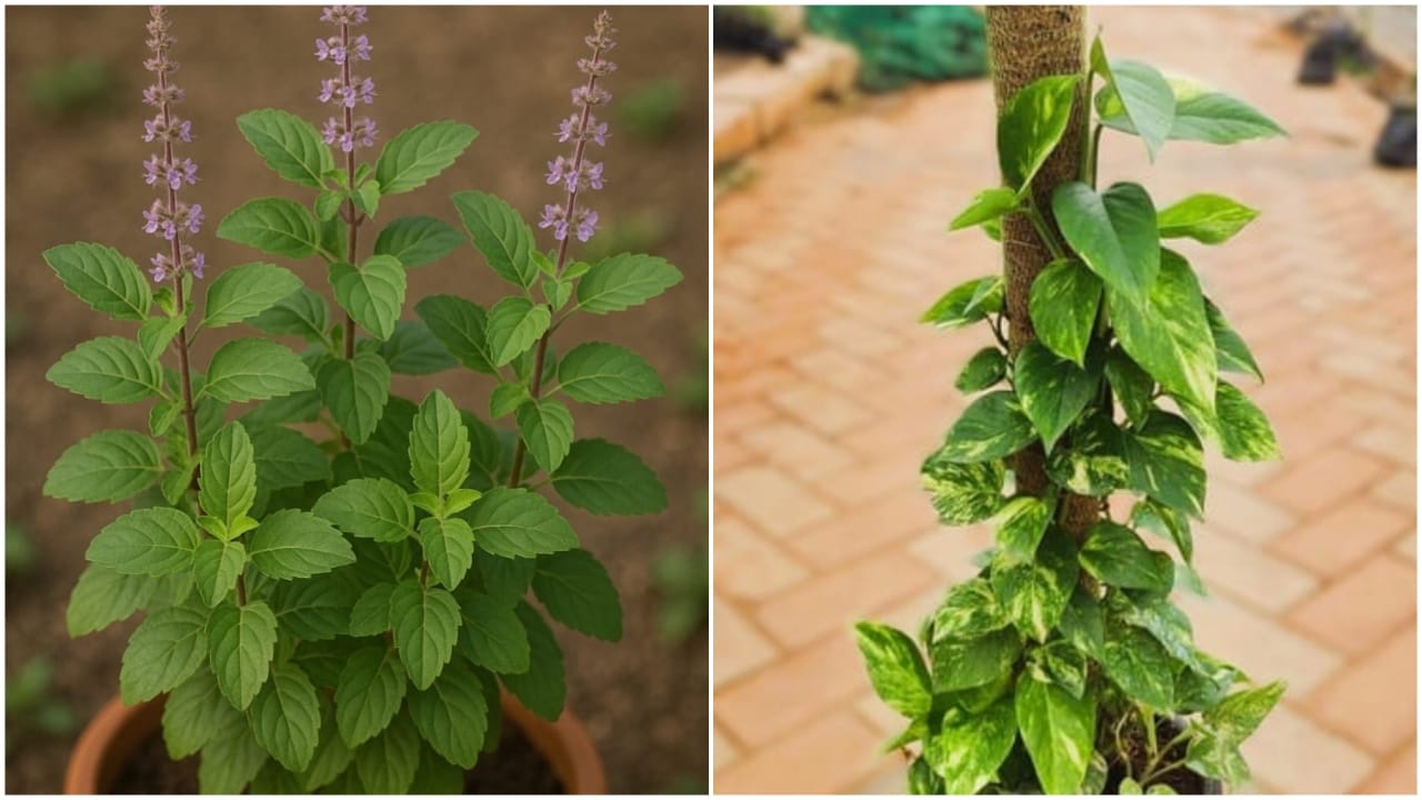 Lucky Plants: 5 Must