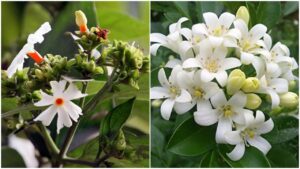 3 Lucky Plants That Attract Money and Never Let Wealth Go Away