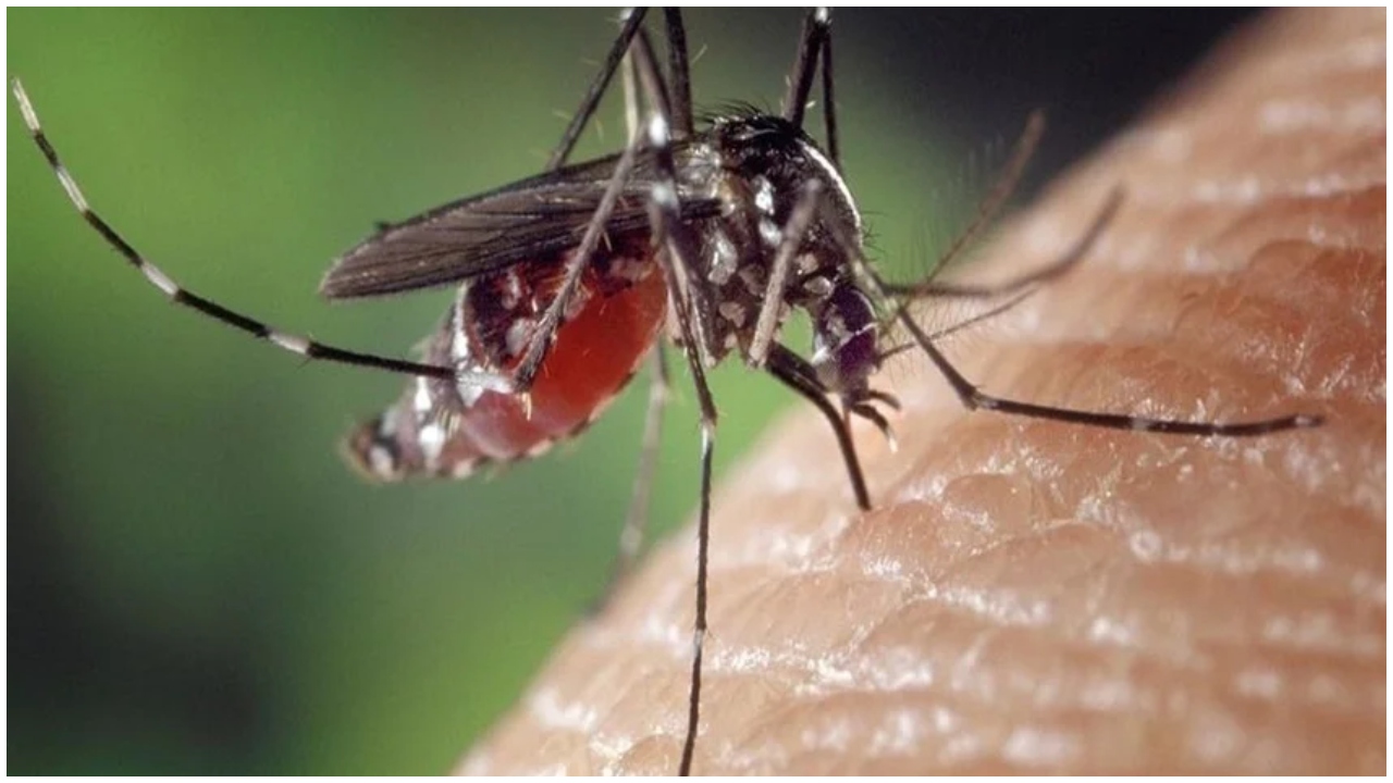Effective Mosquito Repellent: Incense