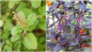 Rama vs Shyama Tulsi: Which Brings More Prosperity?