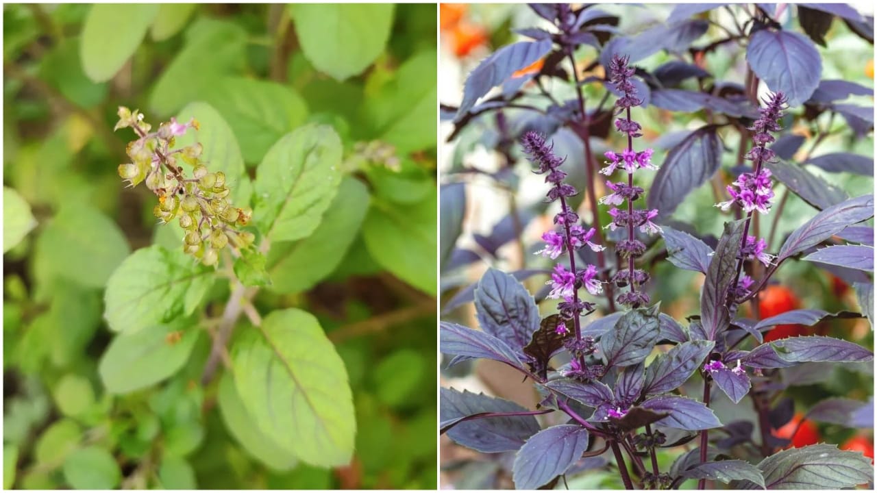 Rama vs Shyama Tulsi: Which...