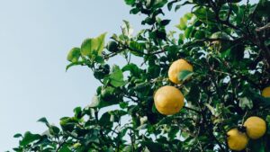 Unlucky Plant: Avoid Keeping This Fruiting Tree at Home – Know Why