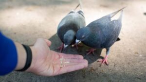 Vastu Tips: Why Some People Should Avoid Feeding Pigeons – Know the Reason