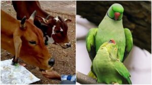 Vastu Tips: These 5 Positive Signs Indicate Rising Prosperity