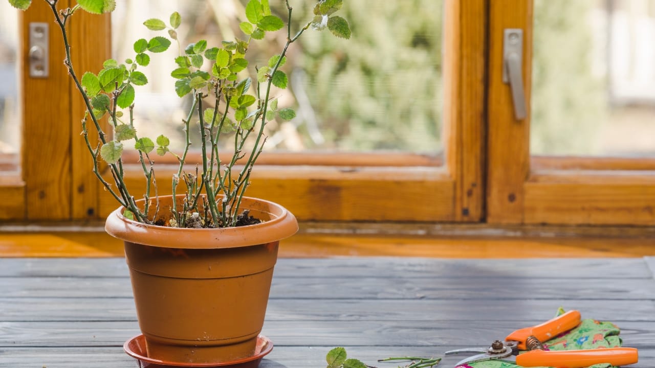 Vastu Tips: Avoid Keeping